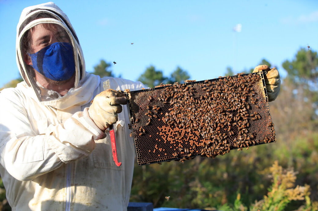 UB bee hives